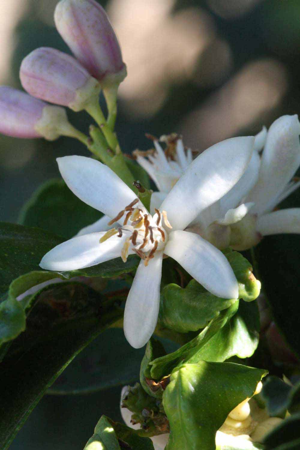              Flower (Riverside, CA)       